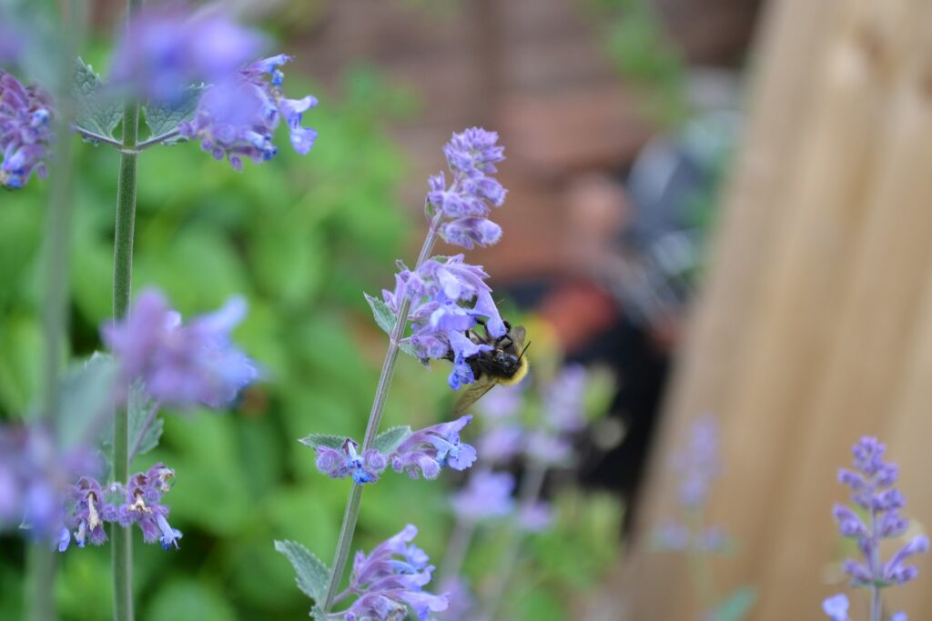 catmint plant