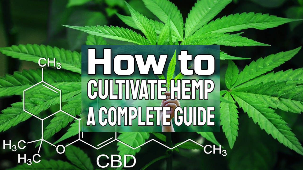 Image text: "How to cultivate hemp guide".