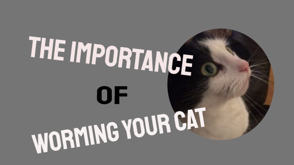 worming your cat