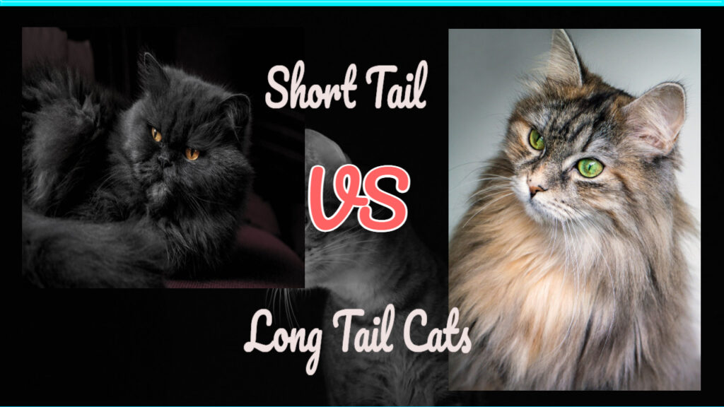 long tail versus short tail cats
