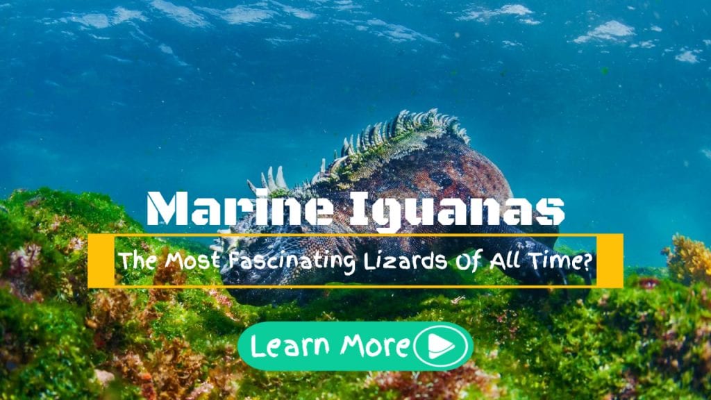 marine iguanas friendly