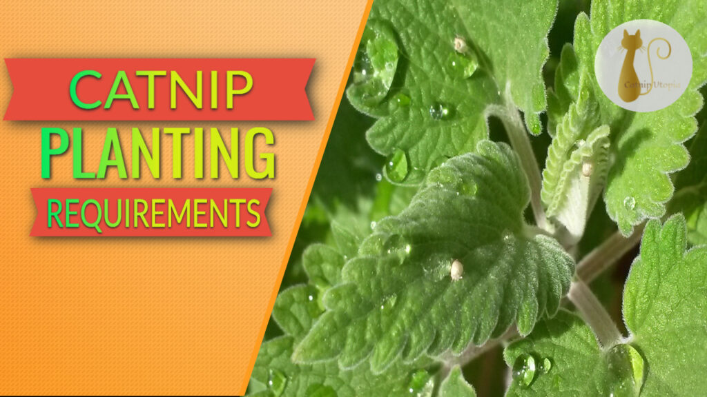 catnip planting requirements