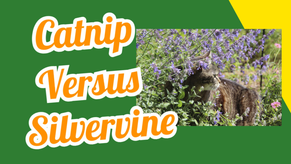 catnip versus silervine