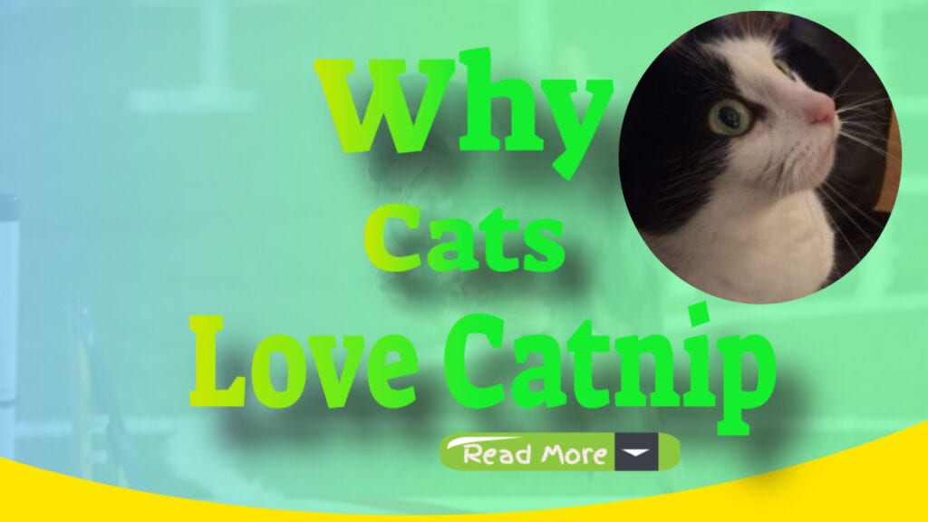 why cats love catnip