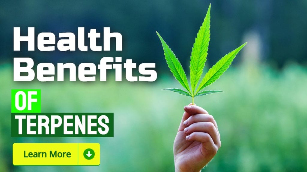 terpenes benefits