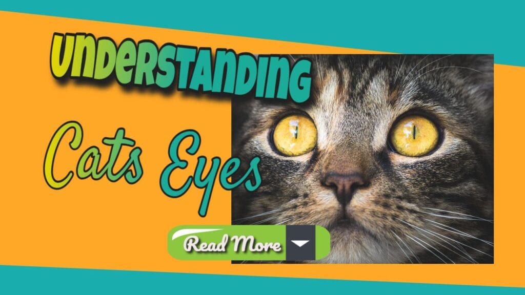 Understanding cats eyes read more
