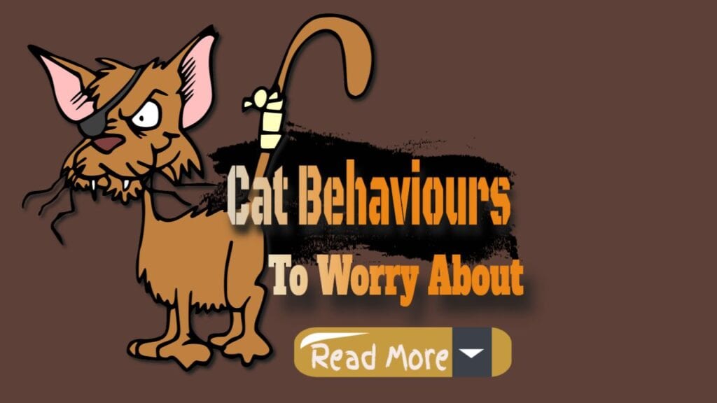 cat behaviours to worry about read more
