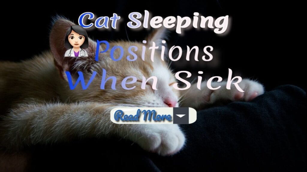 cat sleeping positions when sick read more