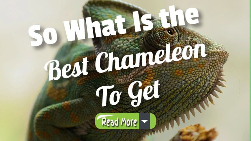 So What Is the Best Chameleon to Get For Home