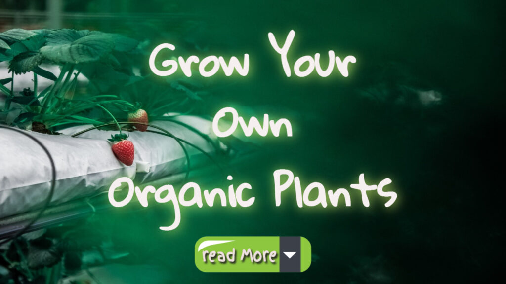 grow your own organic plants