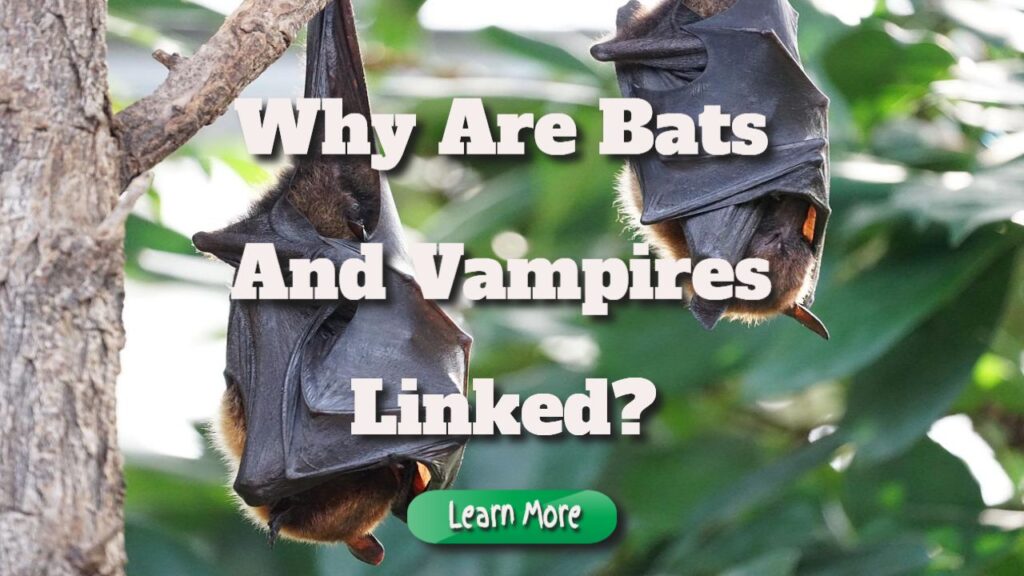 Why Are Bats and Vampires so Inextricably Linked?