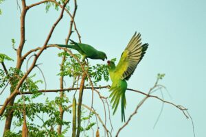 parrots