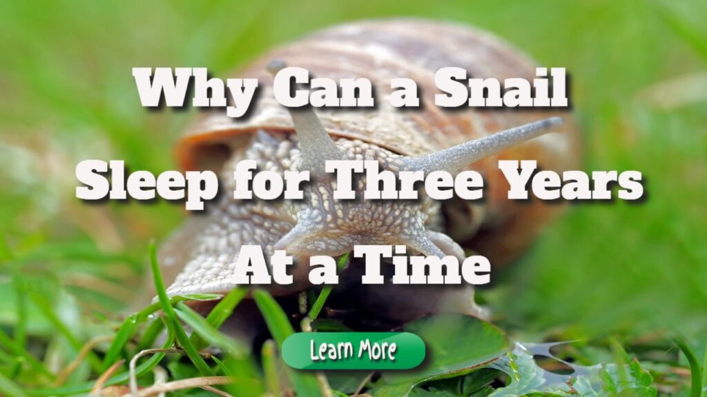 why can a snail for three years