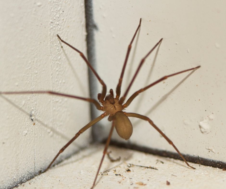 Spider Pest Control